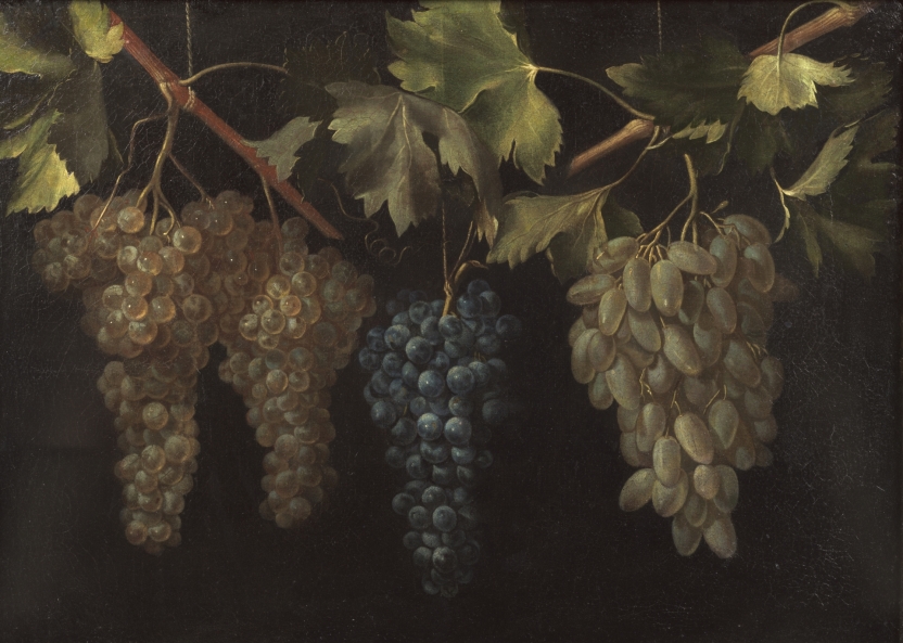 Cuatro racimos de uvas colgando