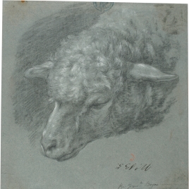Cabeza de oveja
