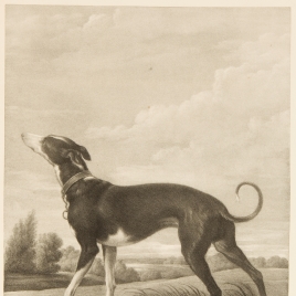 Un galgo al acecho