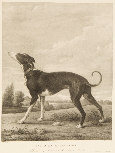 Imagen de la obra: "Un galgo al acecho"
