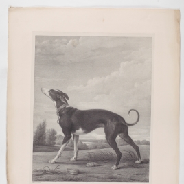 Un galgo al acecho