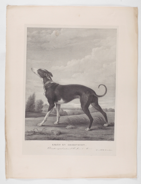 Imagen de la obra: "Un galgo al acecho"