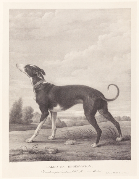 Imagen de la obra: "Un galgo al acecho"