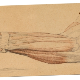 Estudio de pata delantera de un león (Nuestra Señora de Fourvière, Lyon)