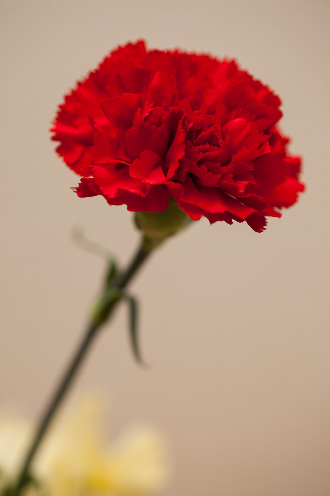 Clavel