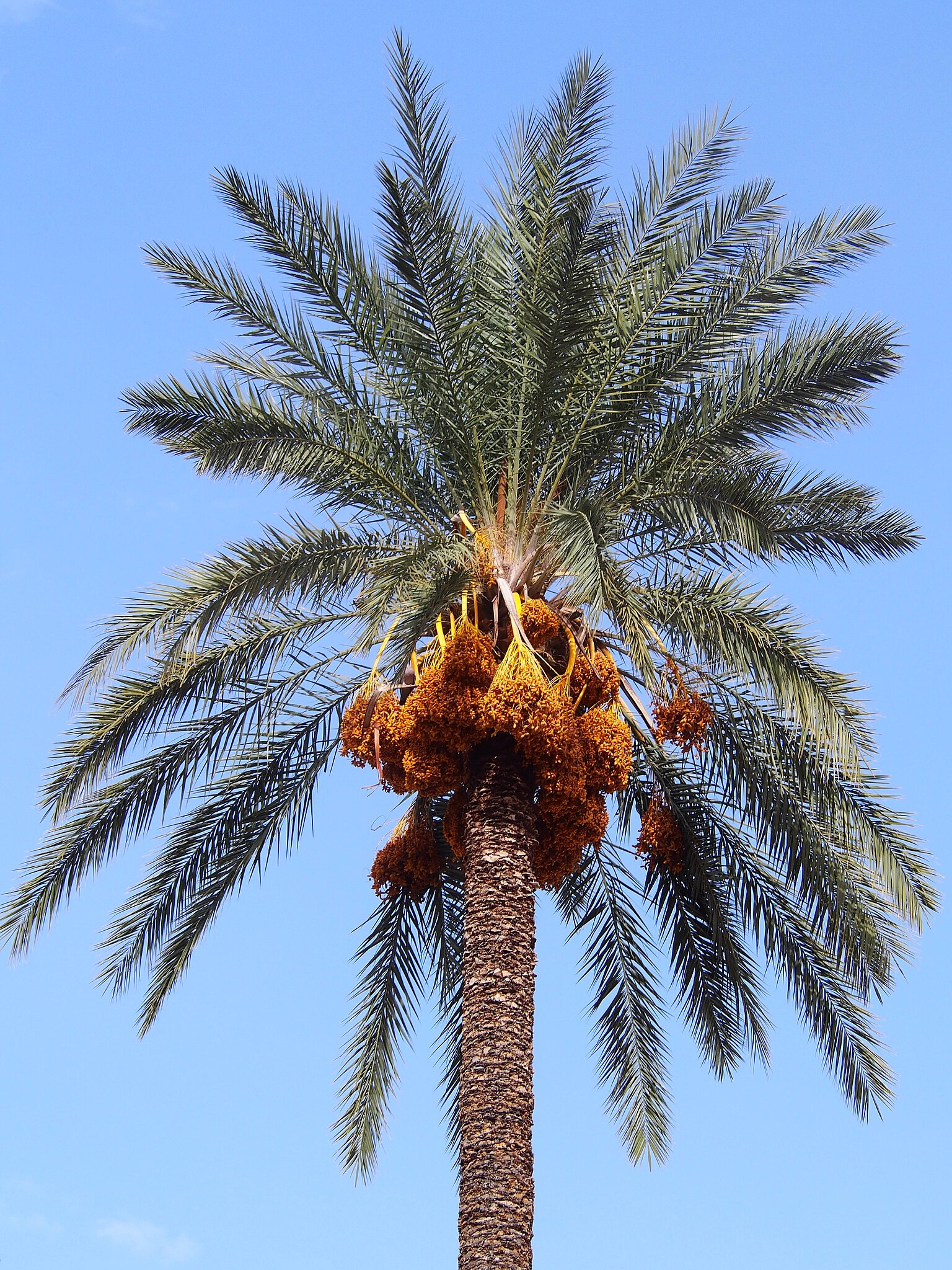 Palmera datilera