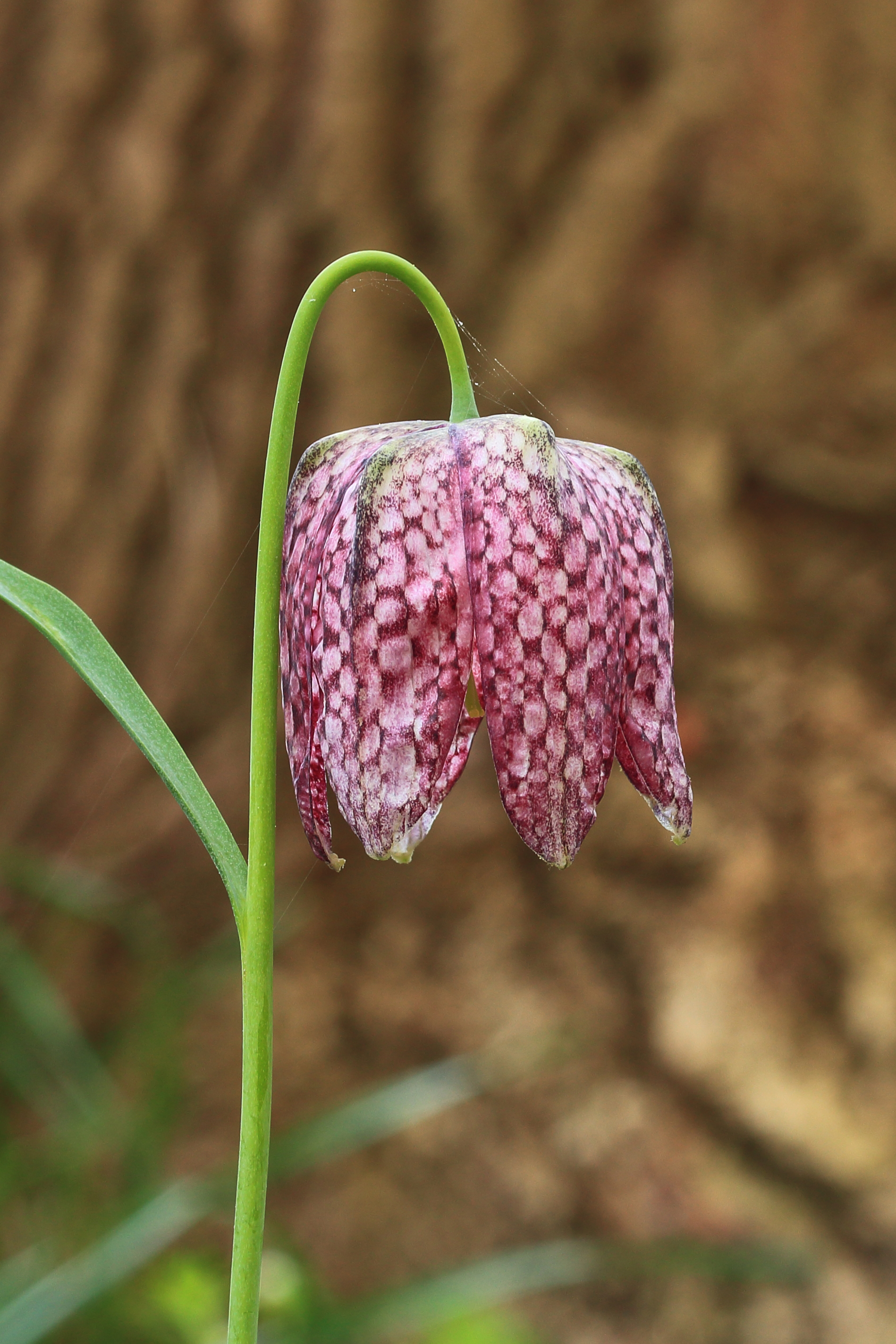Tablero de damas