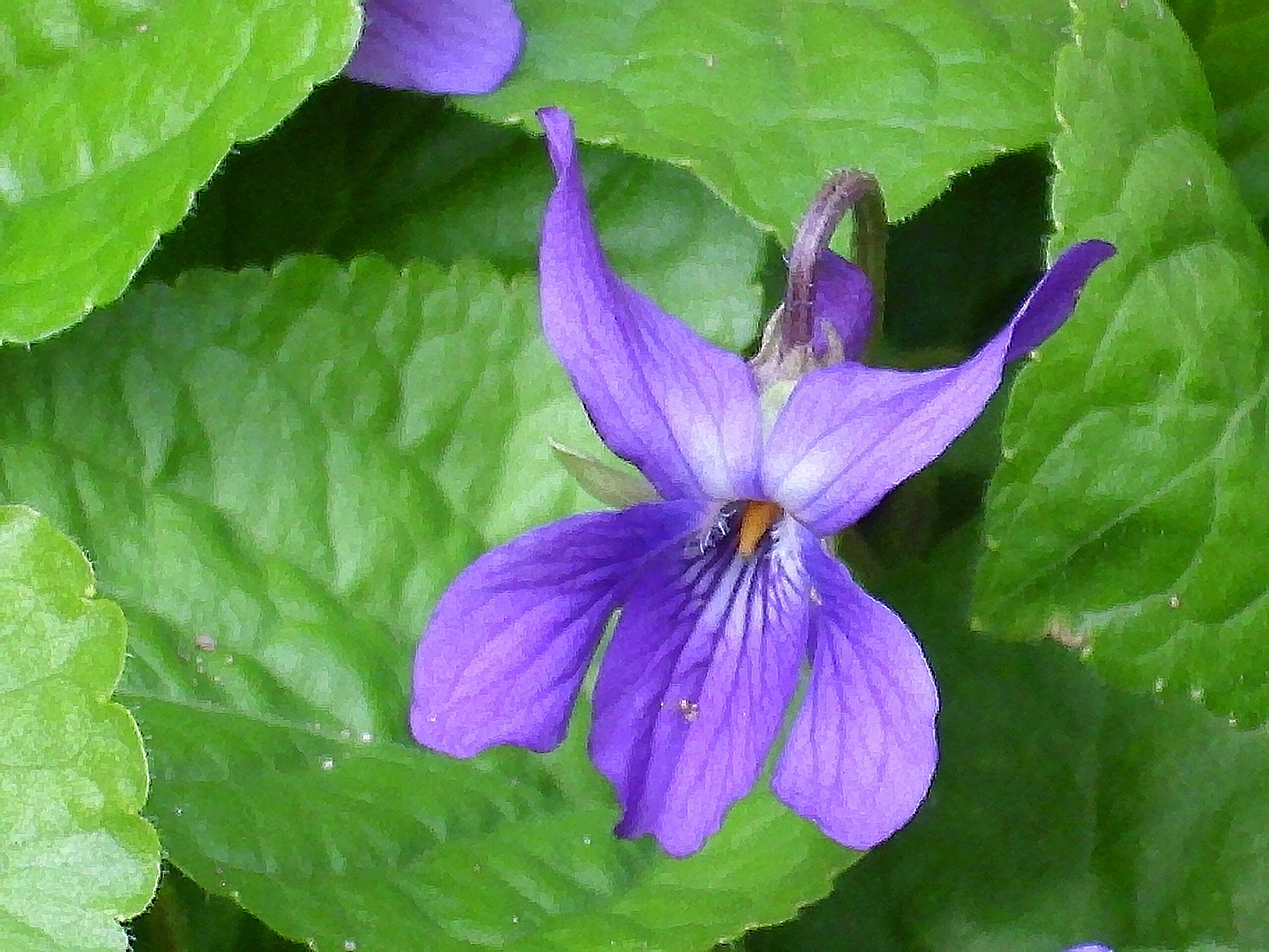 Violeta