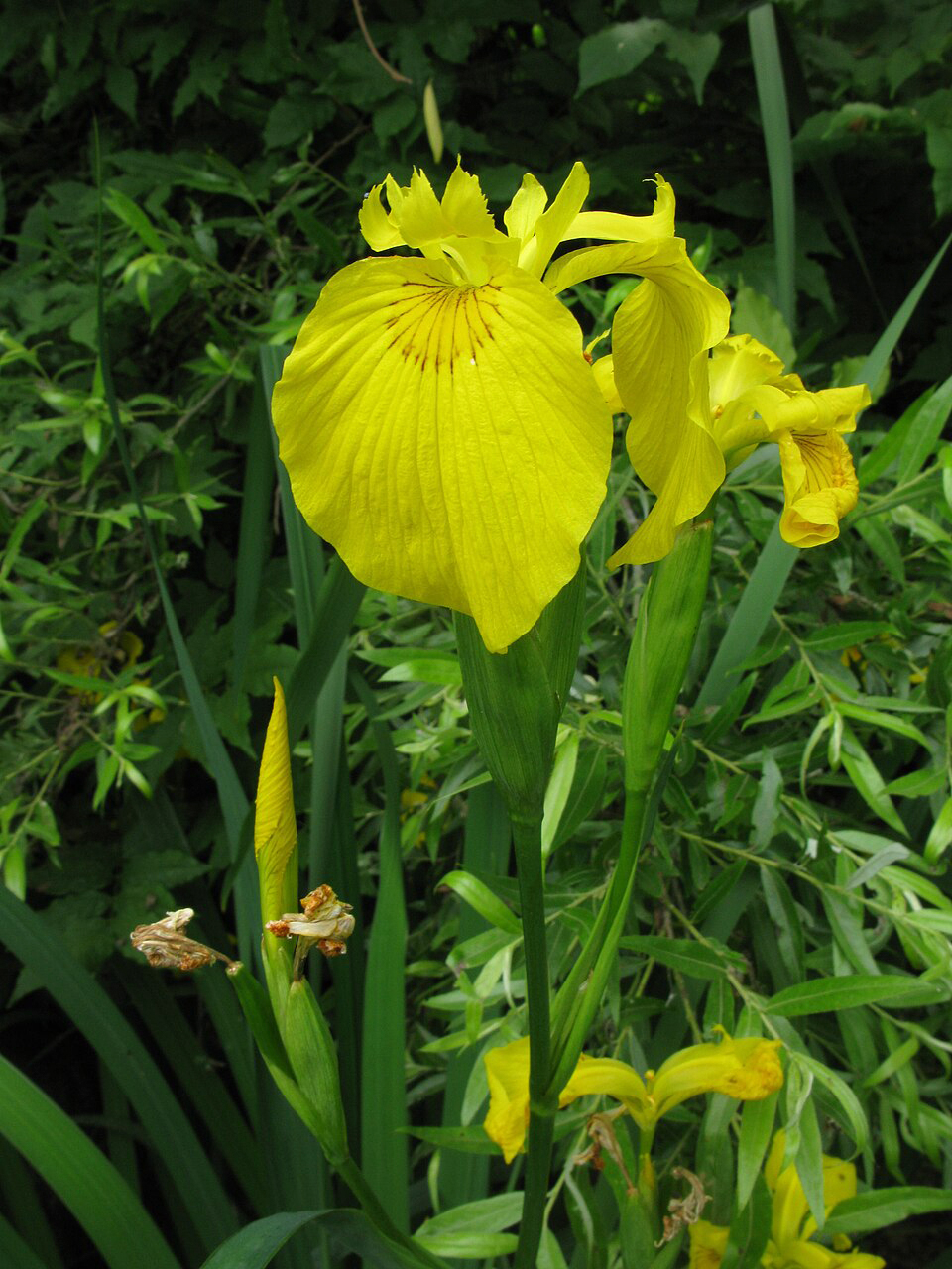Lirio amarillo