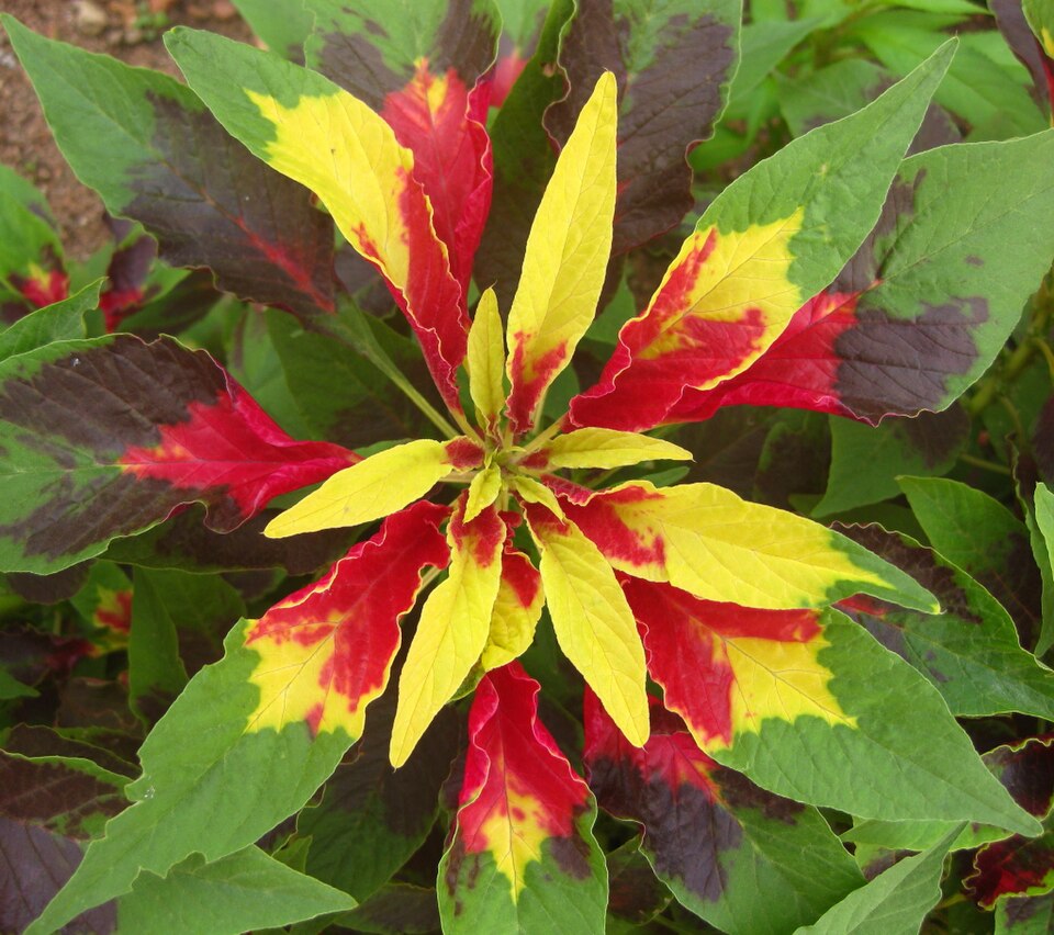 Amaranto tricolor