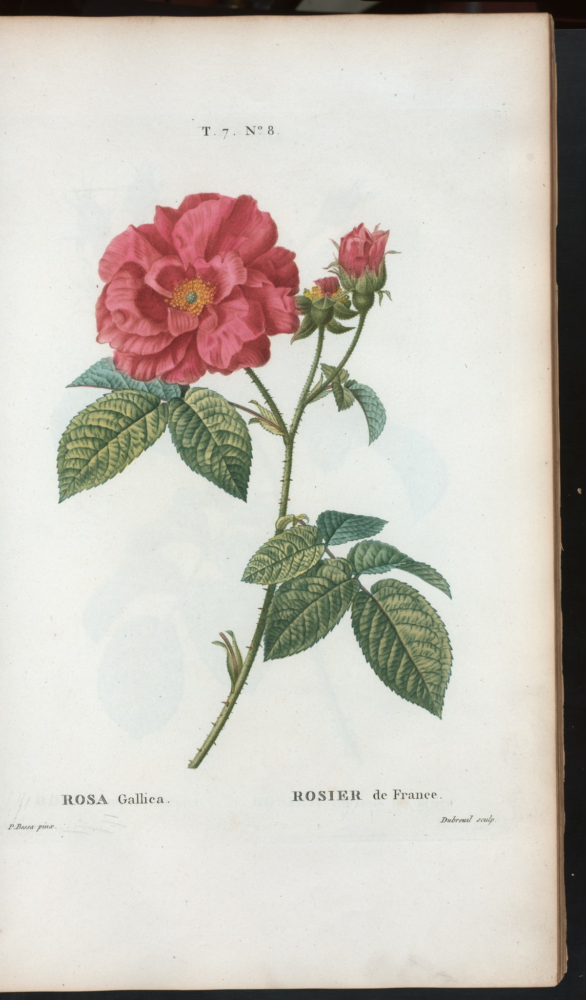Rosa de boticarios