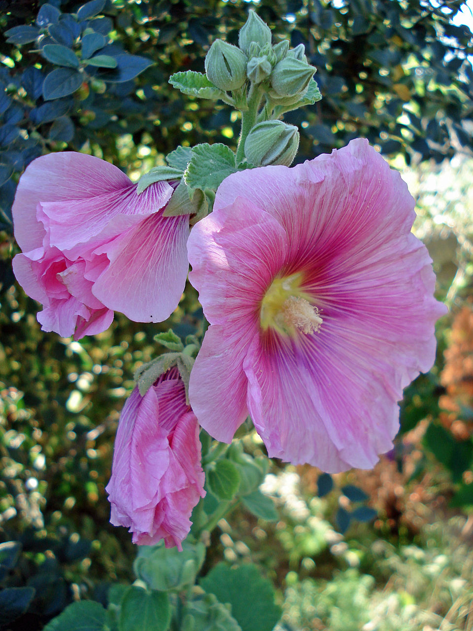 Malvarrosa