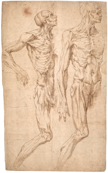 Imagen de la obra: "Dos estudios de figura masculina desollada"
