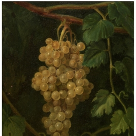 Un racimo de uvas