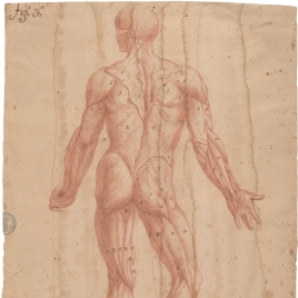 Estudio de anatomía