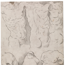 Modelos de torsos