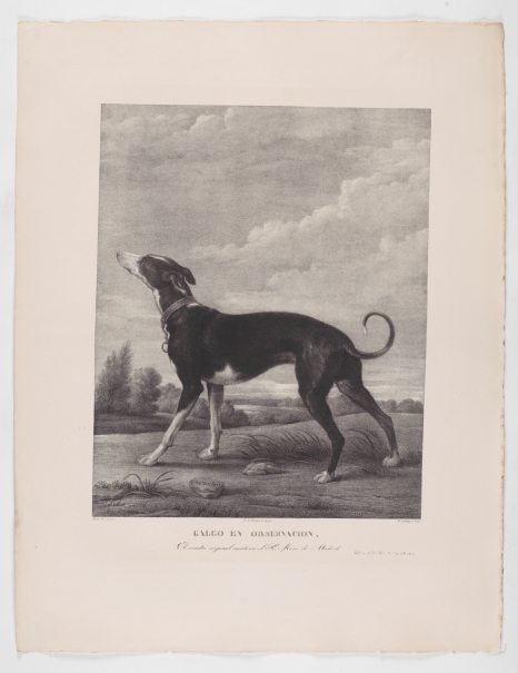 Imagen de la obra: "Un galgo al acecho"