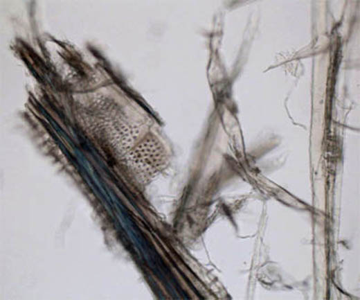 Fig.7: imagen obtenida al microscopio &oacute;ptico de una muestra del revestimiento del portarrollos. Se identifican restos de fibras de madera que indican la manufactura del papel utilizado