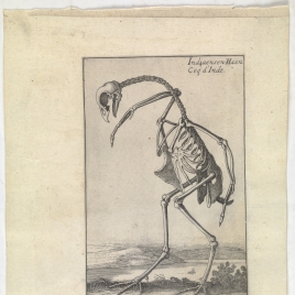 Esqueleto de gallo indio