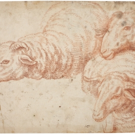 Tres estudios de ovejas