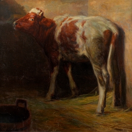 Estudio de animales. La ternera