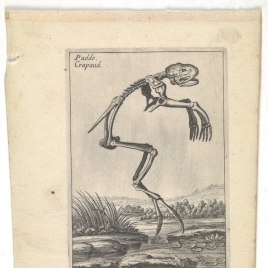 Esqueleto de sapo