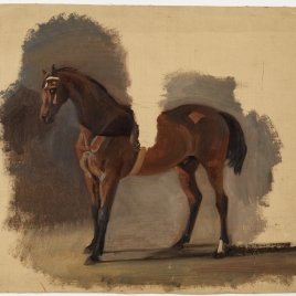 Estudio de un caballo