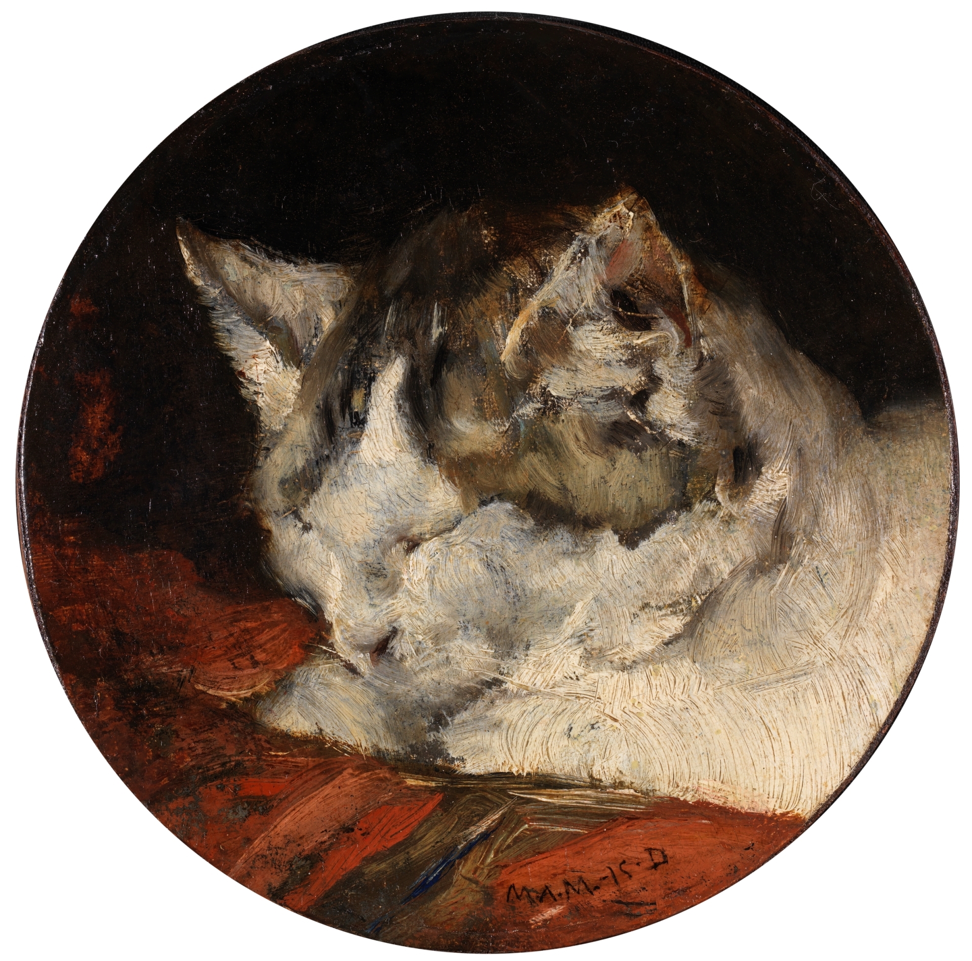 Cabeza De Gato Durmiendo Coleccion Museo Nacional Del Prado