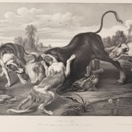 Toro rendido por perros