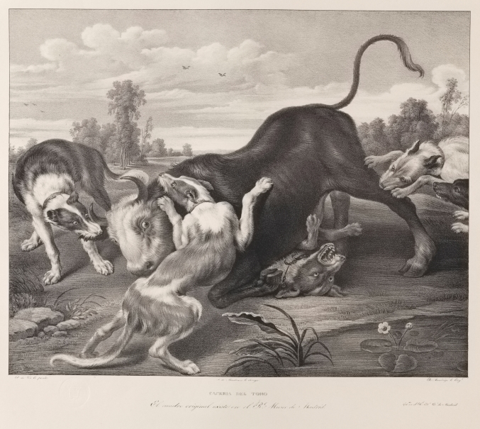 Imagen de la obra: "Toro rendido por perros"