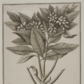 Imagen de la obra