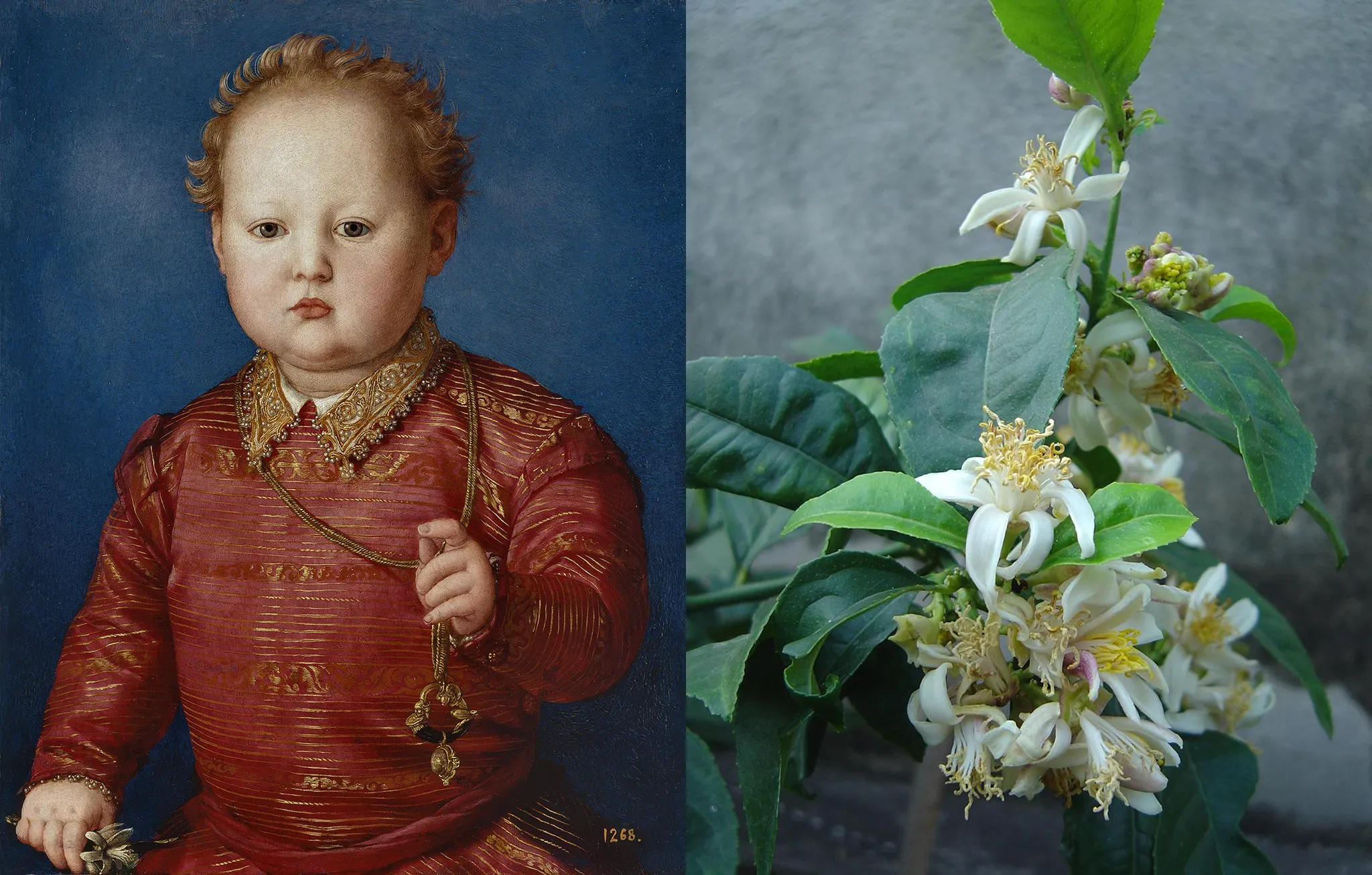 Imagen de García de Medici