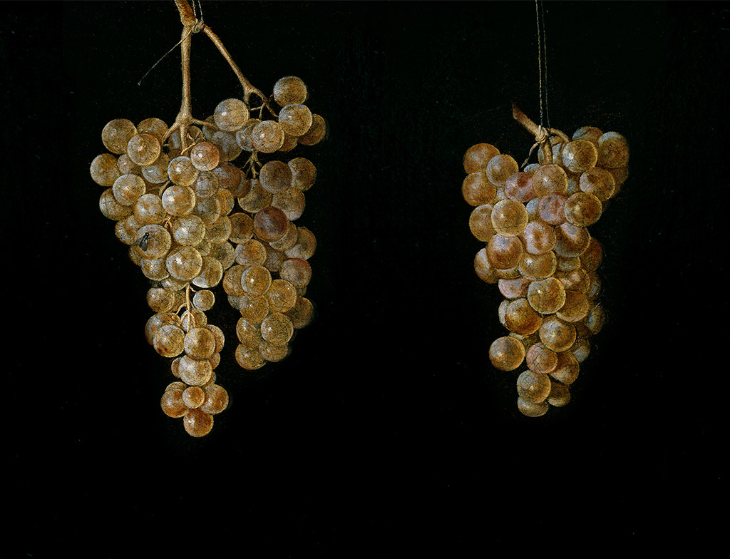 Imagen de Dos racimos de uvas con una mosca (P-7905)